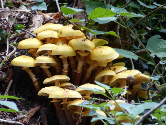 Yellow mushrooms