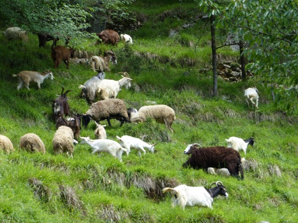San Cassiano goats