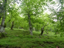 Montefegatesi chestnut forest