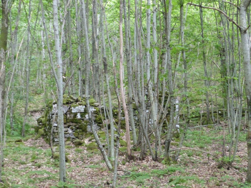 Montefegatesi chestnut forest